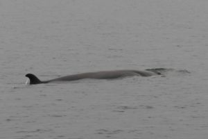 Minkie Whale in Loch Dunvegan