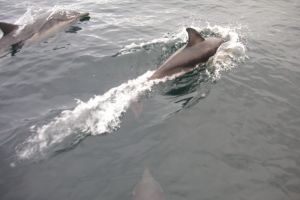 Dolphins, Staffa
