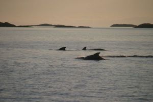 Pilot Whales off Kjerringoy