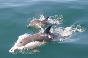 Dolphins in the Minch