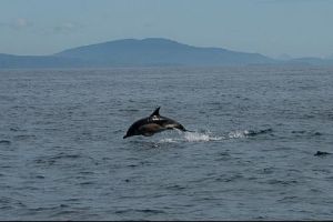 Common Dolphin in action