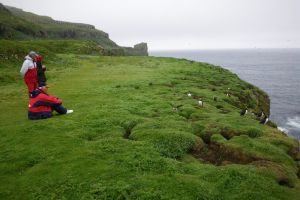 Puffins, Treshnish Isles