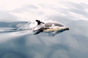 Young Common Dolphin